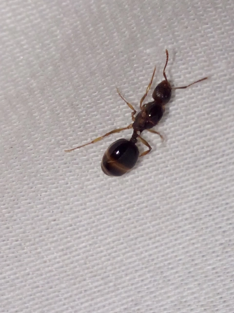 Aphaenogaster subterranea - vörös karcsúhangya