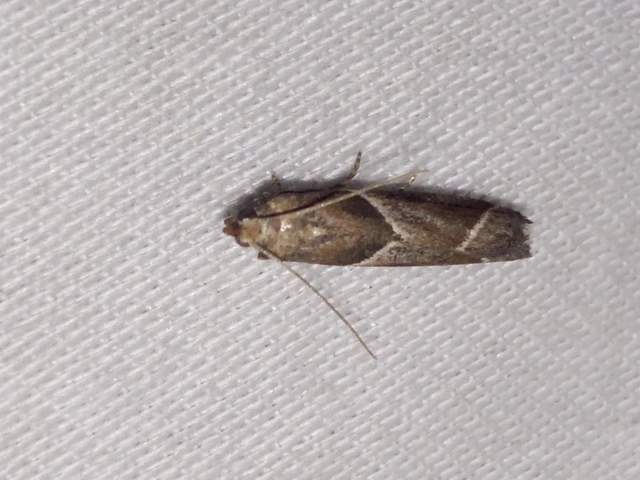 Nyctegretis lineana - agátszínű karcsúmoly