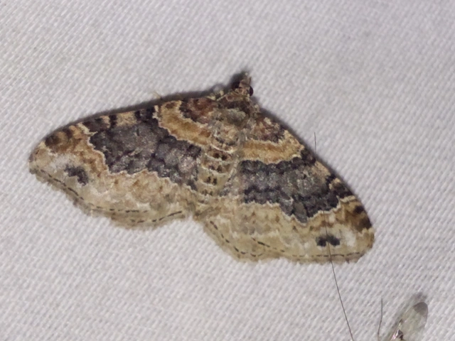 Xanthorhoe ferrugata - kerti tarkaaraszoló