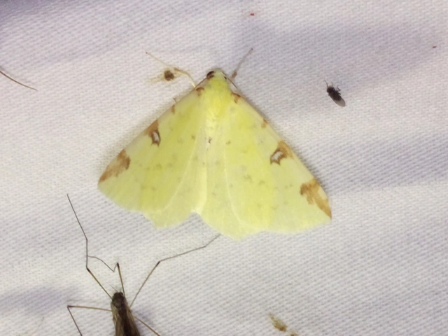 Opisthograptis luteolata - citromsárga araszoló