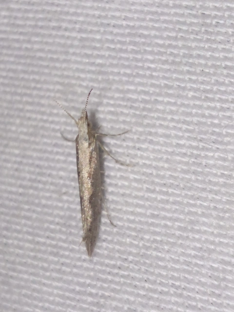 Plutella xylostella - káposztamoly