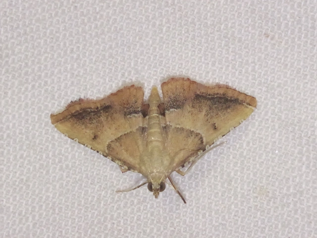 Endotricha flammealis - tüzesszárnyú fényilonca