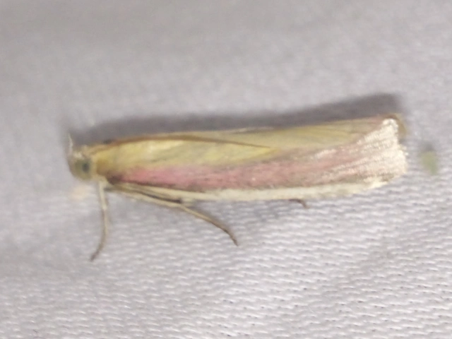 Oncocera semirubella - lucernamoly