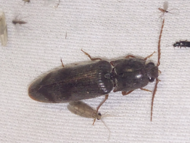 Stenagostus rhombeus - rombusznyakú pattanó