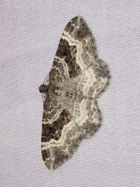 Epirrhoe alternata - galaj-tarkaaraszoló