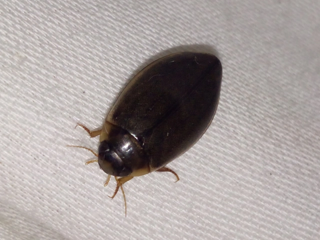 Rhantus