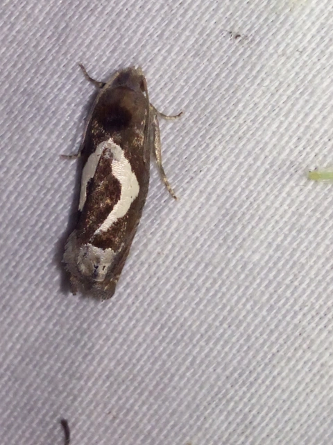 Epiblema foenella - kampósfoltú tükrösmoly