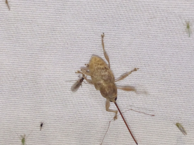 Curculio elephas - gesztenyezsuzsóka