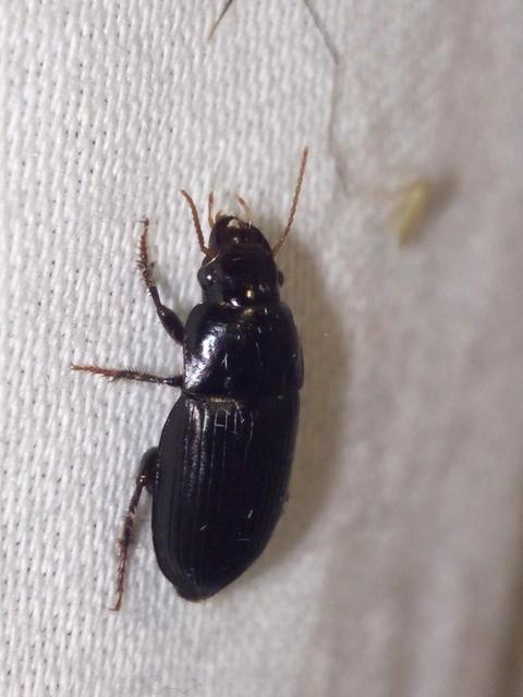 Harpalus froelichii - tömzsi lomhafutó