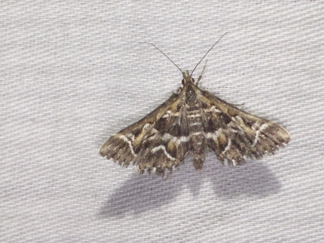 Diasemia reticularis - betűmintás tűzmoly