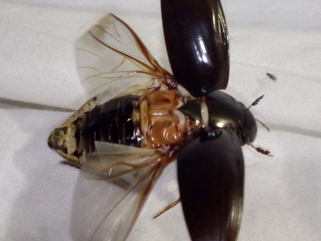 Hydrophilus