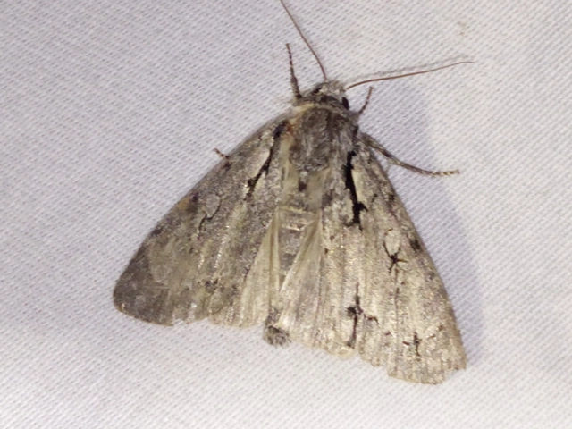 Acronicta cuspis/tridens/psi