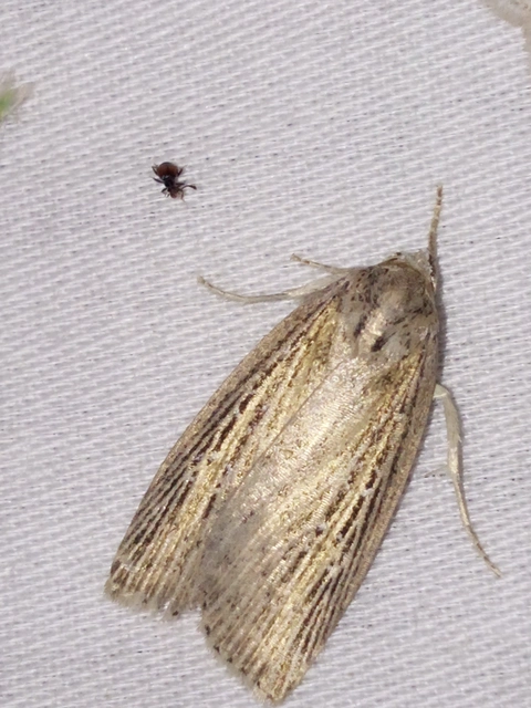 Chilodes maritima - négyfoltos nádibagoly