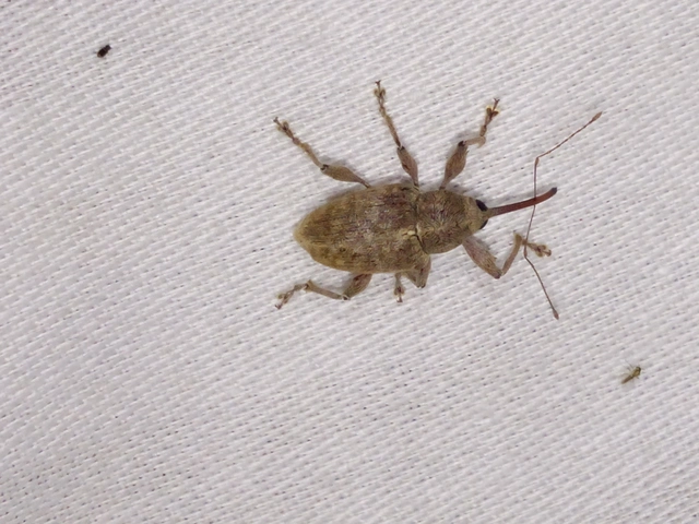 Curculio elephas - gesztenyezsuzsóka