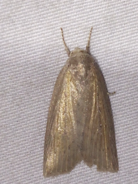 Chilodes maritima - négyfoltos nádibagoly