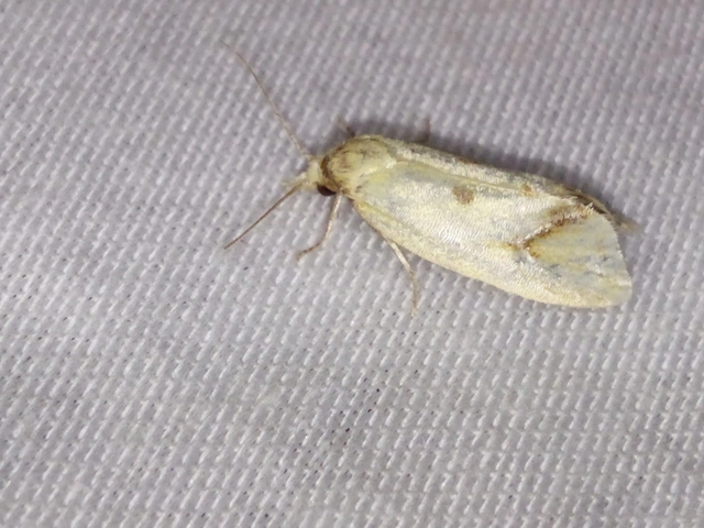 Agapeta hamana - közönséges sárgamoly