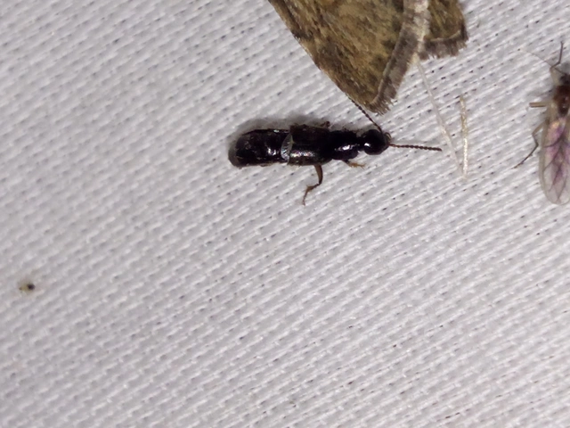 Philonthus quisquiliarius - zöldfényű ganajholyva