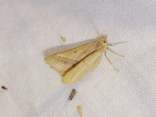 Tephrina arenacearia - lucerna-araszoló