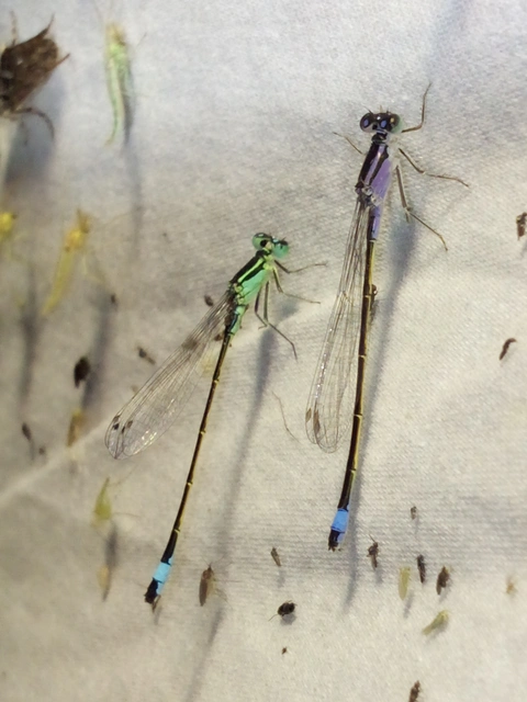 Ischnura elegans pontica - kéköves légivadász