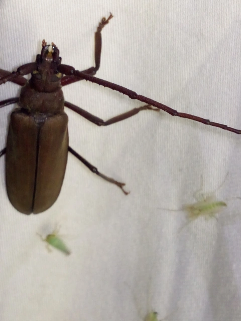 Aegosoma scabricorne - diófacincér