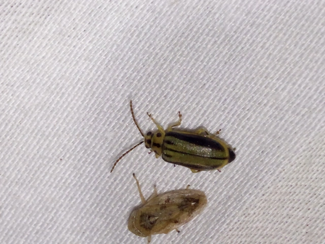 Xanthogalerucella luteola - szilfa-olajosbogár
