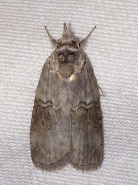 Nycteola asiatica - nyárfa-trapézbagoly