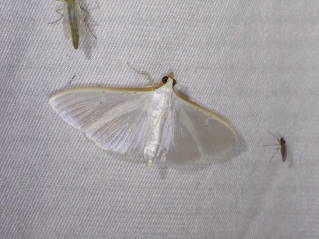 Palpita vitrealis - hófehér tűzmoly