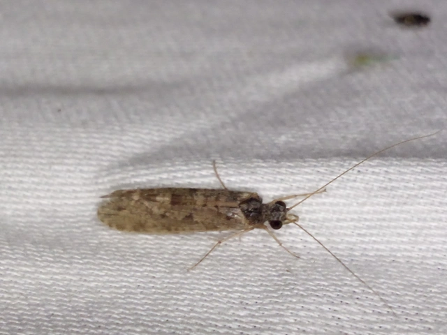 Trichoptera - Tegzesek