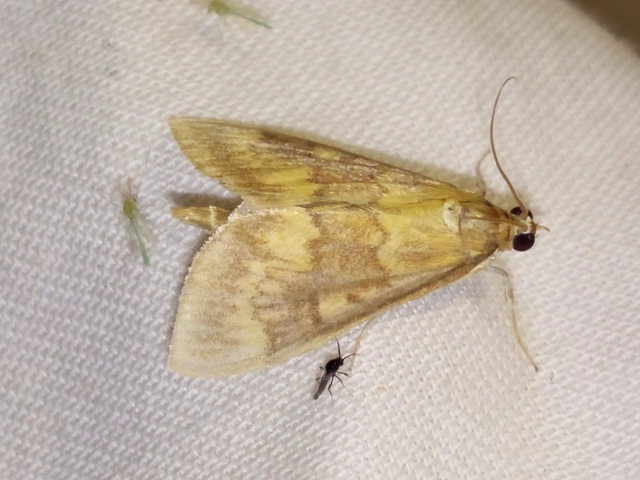 Ostrinia nubilalis - kukoricamoly