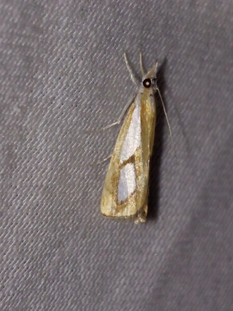 Catoptria pinella - ezüstös fűgyökérmoly