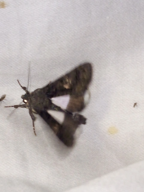 Anophia leucomelas - déli folyófűbagoly