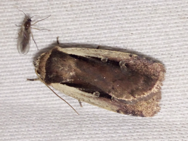 Ochropleura plecta - fehérszegélyű fűbagoly