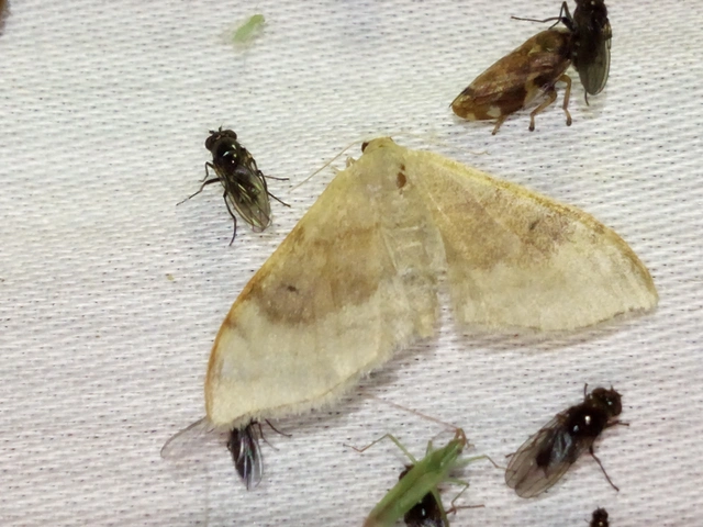 Idaea degeneraria - barnasávos araszoló