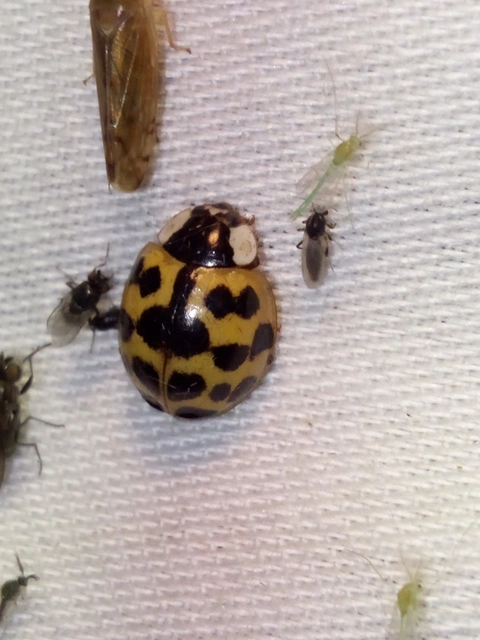 Harmonia axyridis - harlekinkatica