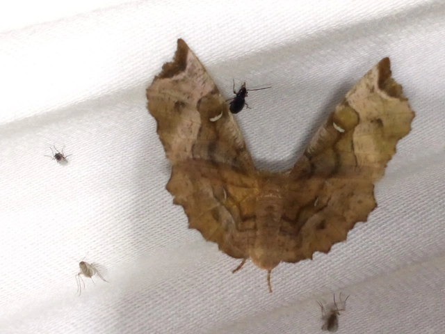 Selenia tetralunaria - négyfoltos holdasaraszoló