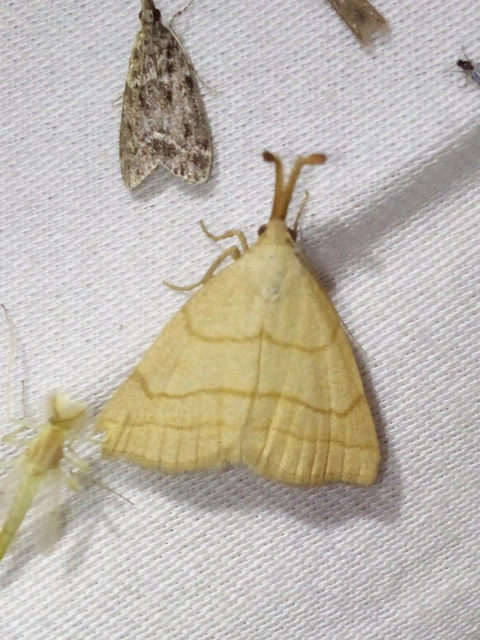 Polypogon tentacularia - sötétaljú karcsúbagoly