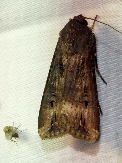 Agrotis ipsilon - nagy földibagoly