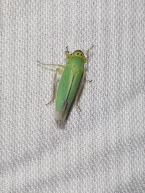 Cicadella viridis - méregzöld kabóca