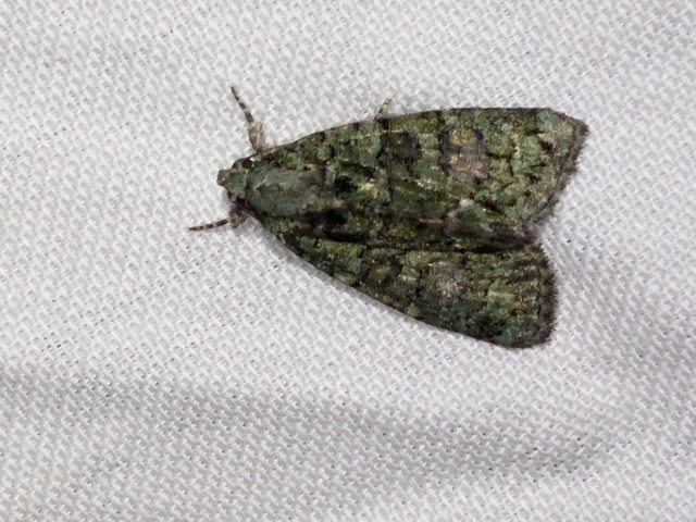 Cryphia algae - sárgászöld zuzmóbagoly