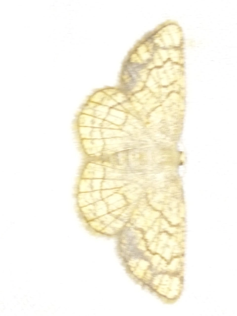 Stegania dilectaria - fehérnyár-araszoló