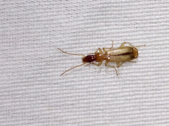 Paradromius longiceps - hosszúfejű kéregfutó