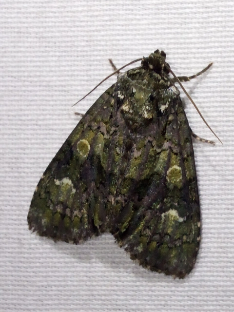 Craniophora ligustri - fagyalbagoly