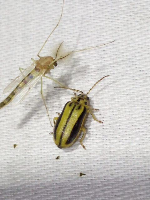 Xanthogalerucella luteola - szilfa-olajosbogár