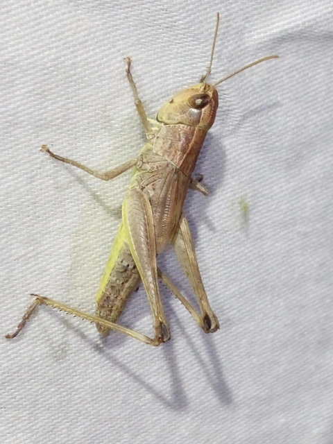 Pseudochorthippus parallelus - közönséges rétisáska