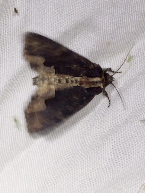 Dypterygia scabriuscula - szurokbarna nyáribagoly