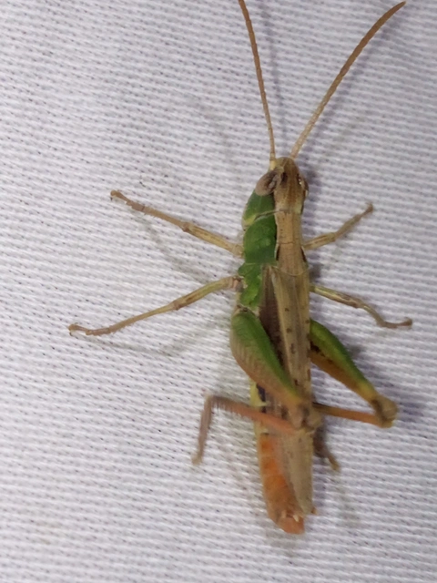 Chorthippus