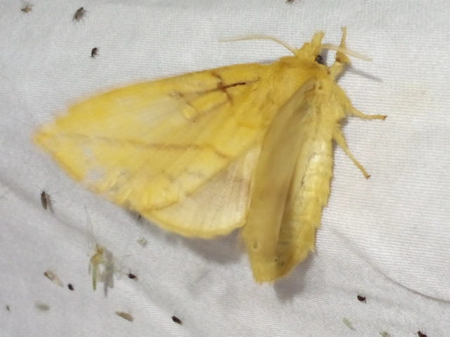 Euthrix potatoria - szomjas pohók