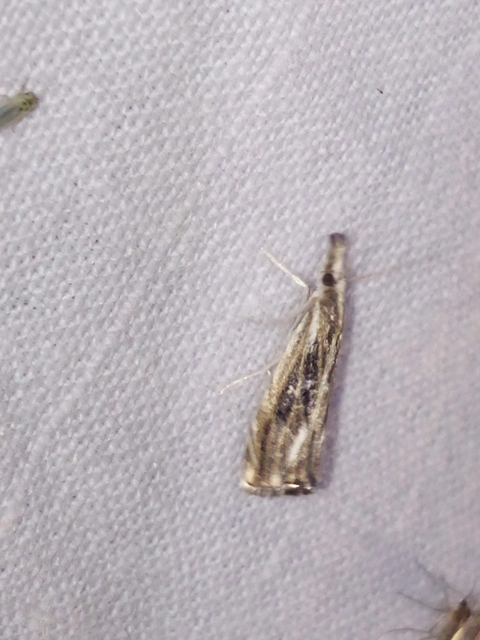 Catoptria verellus - kormos fűgyökérmoly