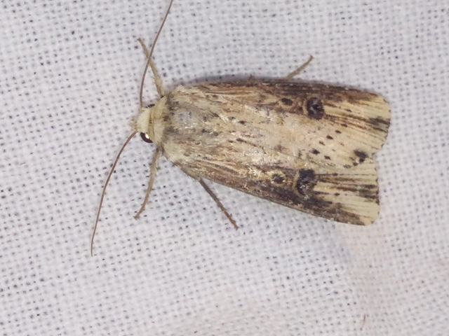Axylia putris - vonalkás földibagoly