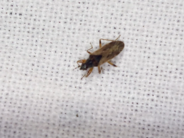 Pachybrachius fracticollis - nyakas bodobács